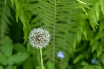 White dandelion in summer