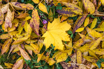 Colorful autumn leaves on the ground autumn background