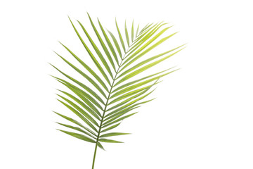 Green palm tree leaf on white background.