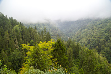 Landscape View Among Big Green Pine Trees