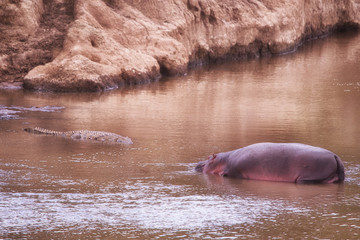 Hippopotamus and crocodile in the river mara in kenya