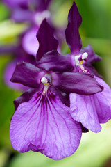 Naklejka premium ミルトニア・スペクタビリスvar.モレリアナ/Miltonia spectabilis var.moreliana