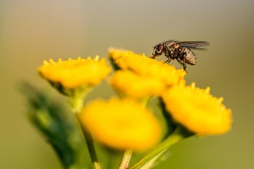 Nahaufnahme einer großen Fliege auf einer Blume