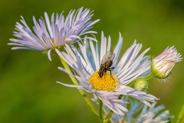Nahaufnahme einer großen Fliege auf einer Blume
