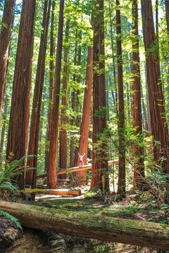 Celebrate Nature