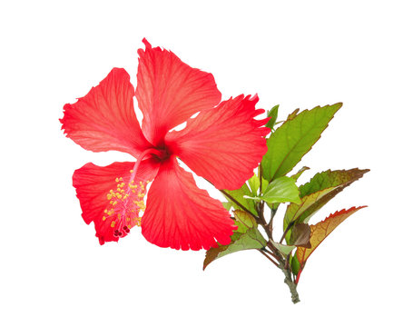 red hibiscus or chaba flower with green leaves isolated on white background