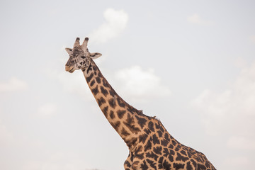 Giraffes in masai mara in kenya africa
