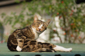 Brown beige and white cat sitting in a funny position and making funny face