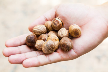 Raw Castanea Chestnuts in Man's Hand