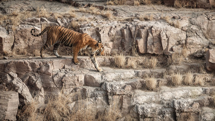 Fototapeta na wymiar Tiger in the nature habitat. Tiger male standing on the rocky cliff. Wildlife scene with danger animal. Hot summer in Rajasthan, India. Dry trees with beautiful indian tiger, Panthera tigris