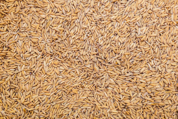 Close up Rice Husk Groups