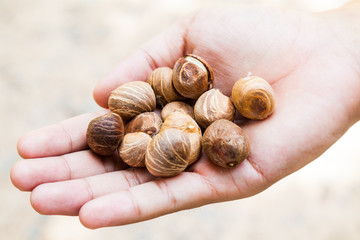 Raw Castanea Chestnuts in Man's Hand