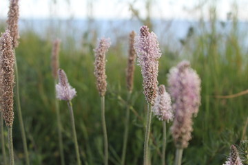 The beautiful Danish landscape