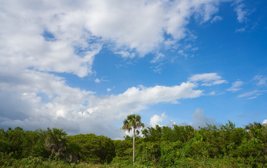 Fototapeta na wymiar Cozumel island San Martin beach palm trees