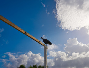 Zopilote buzzard bird San Martin in Cozumel