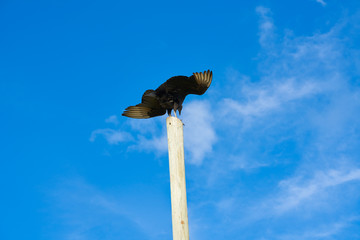 Zopilote buzzard bird San Martin in Cozumel