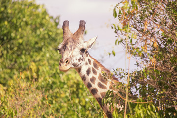 Giraffe in masai mara in kenya