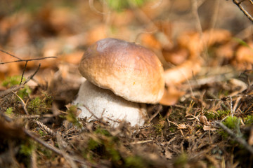 white fungus growing in autumn