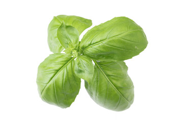 Basil
