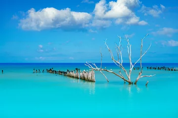 Foto auf Acrylglas Holbox island in Mexico sea birds © lunamarina