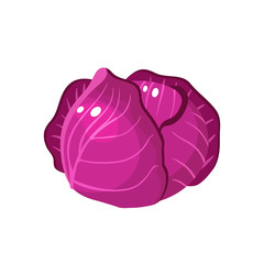 Vegetables. Scotch kale. Head of red cabbage. Vector illustration cartoon flat icon isolated on white.