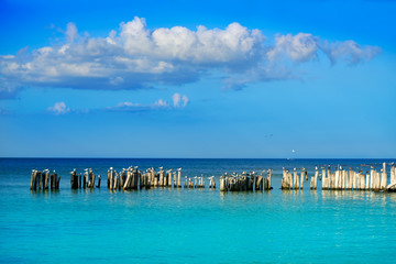 Fototapeta na wymiar Holbox island beach in Mexico sea birds