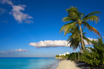 Fototapeta na wymiar Holbox island palm tree beach in Mexico