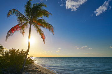 Fototapeta na wymiar Holbox beach sunset palm tree Mexico