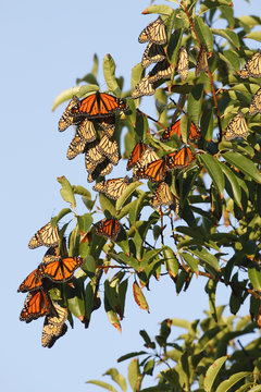 Resting Monarch Butterflies