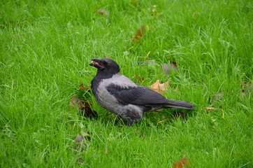 Crow eating