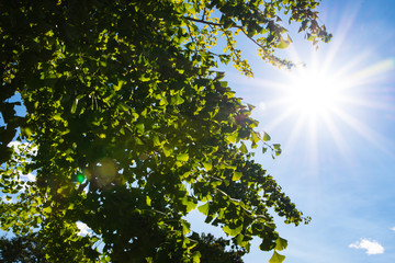 イチョウと太陽