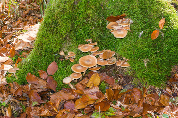 Bemooster Buchenstamm mit Pilzen und Herbstlaub