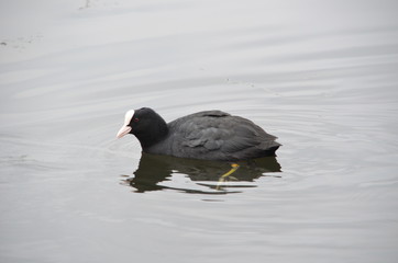 Coot total