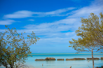 Holbox tropical Island mangroove in Mexico