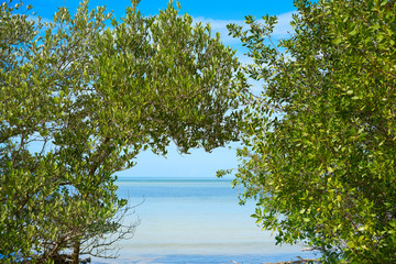 Holbox tropical Island mangroove in Mexico