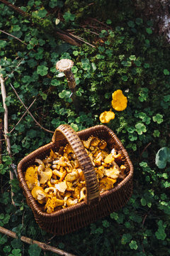freshly hand picked chanterelle in a straw basket in the forest from above