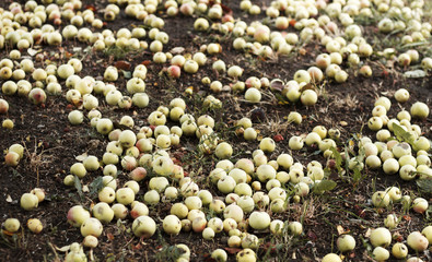 Apples on the floor