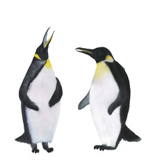 Watercolor painting two penguins
