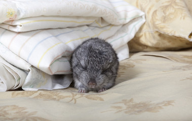 Baby pet Chinchilla sleeping