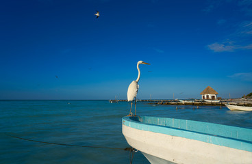 Holbox Island heron bird and boat in a beach