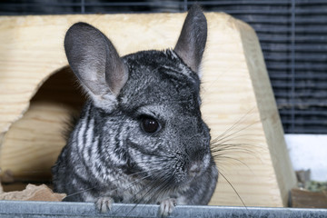 Pet Chinchilla in cage