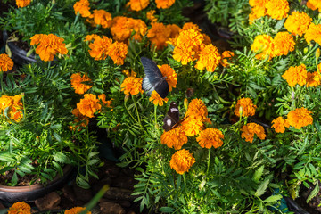 Dubai Butterfly Garden, UAE United Arab Emirates