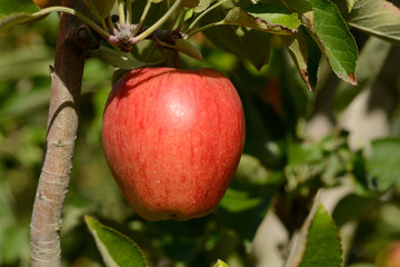 Braeburn apples
