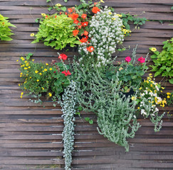 On a brown wooden village fence hang pots with bright autumn flowers and plants