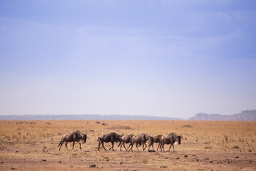 Naklejka na ściany i meble Wildebeest in masai mara in kenya