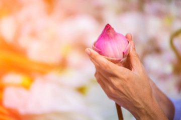 The hands that are adjusting the petals of lotus to look more be