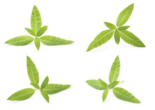 Fresh Verbena