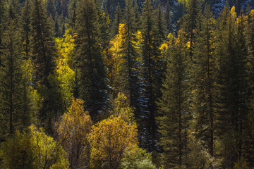 View of autumn forest in the Altai mountains, Russia.