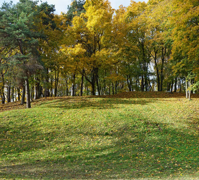 Golden autumn maple tree hill landscape.