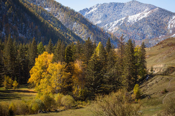 Fototapeta na wymiar Autumn forest in the Altai mountains, Russia.